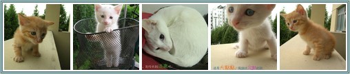 Cats' FamilyCats-Family-MantisDingHong.jpg