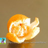袖珍─剝皮橘子(直徑0.9cm)