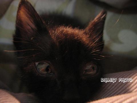 小黑貓~牠叫小金鋼