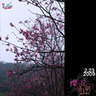陽明山 櫻花
