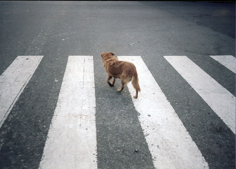 道路之犬