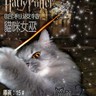 哈利波特-貓咪女巫-喵麗