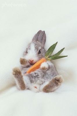 [圖片]俘虜各位女士[心]的兔子