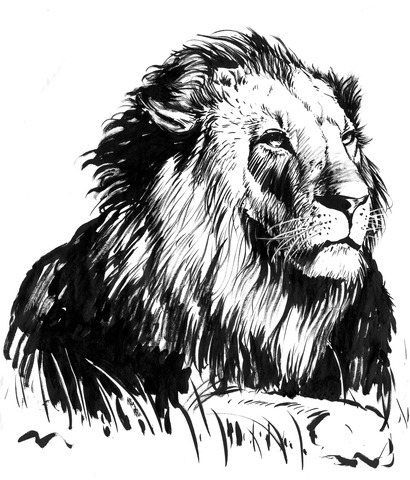 獅子插畫 🦁，LION
