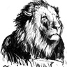 獅子插畫 🦁，LION