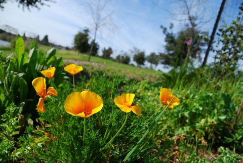 加州：夏日公園的黃花…