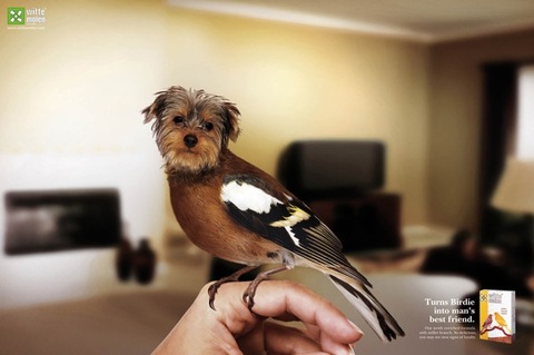 Witte Molen 形象廣告「鳥是人類最好的朋友」(3)