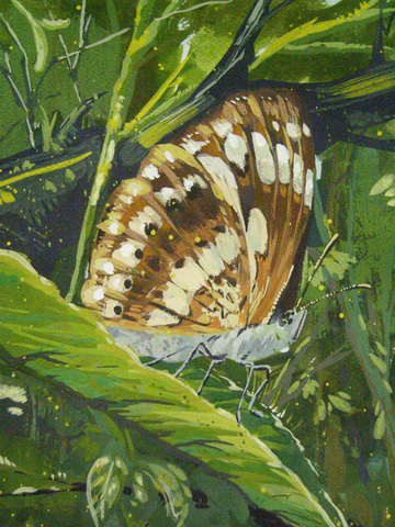 白點斑紋蝴蝶