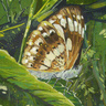 白點斑紋蝴蝶