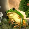 童話插圖:月光下的青蛙