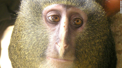 科學家在剛果發現「新品種猴子/猿猴」
