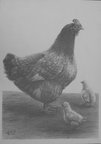 母雞帶小雞素描