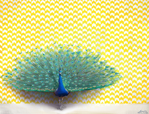 孔雀Peacock