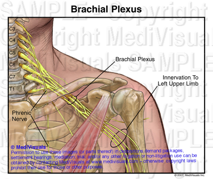 Brachial-Plexus-205299_02XA.jpg