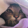 藏在棉被的貓：某天 貓女兒