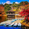 日本賞楓【秋】河畔，慢步調。