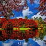 日本秘境楓紅【映。秋色】湖畔情