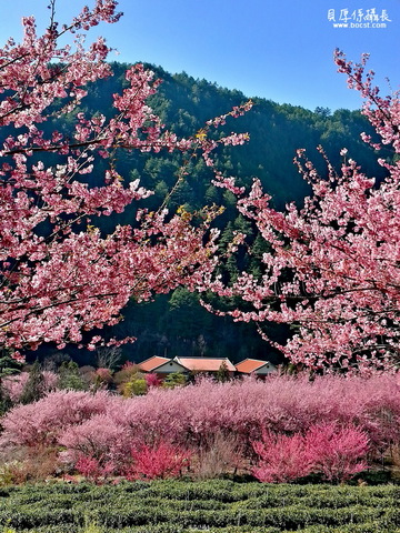 春の櫻【武陵櫻花】就是愛拍。一日強攻！