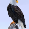 白頭鷹: 北美大陸特有猛禽