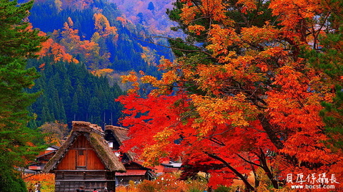 秘境楓紅。裡日本【聚落秋彩。楓滿山】