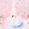花見  櫻花河中的天鵝