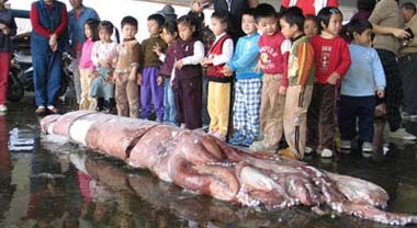 大魷魚：台灣漁船捕獲重達211公斤帝王大魷魚(圖)