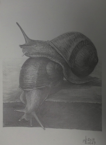 陳正浩鉛筆素描：蝸牛