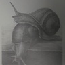 陳正浩鉛筆素描：蝸牛