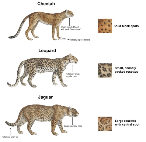「豹」的英文：Cheetah vs. Leopard vs. Jaguar vs. Panther