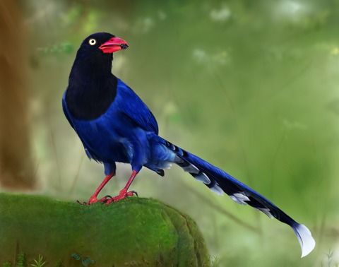 藍鵲：台灣藍鵲