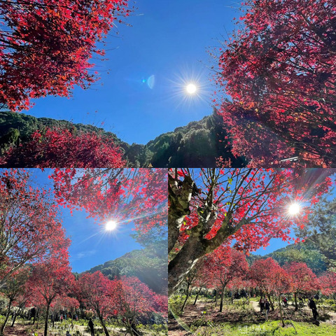 紫葉槭【用手機捕捉秋絕美】旅遊攝影