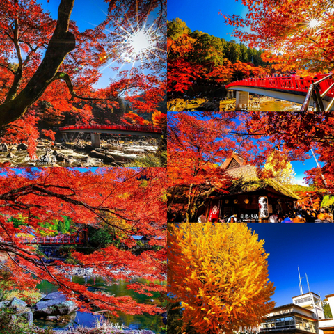 日本秘境楓紅【太楓狂了】旅行攝影之行
