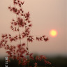 夕陽..紅草