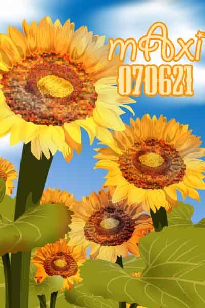 sunflower-summer.jpg