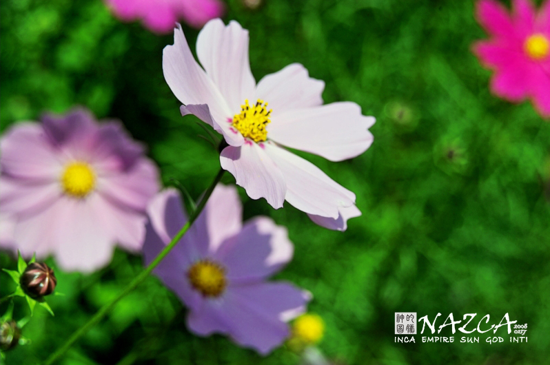 ���ƥЧ�_20080217_0004.jpg