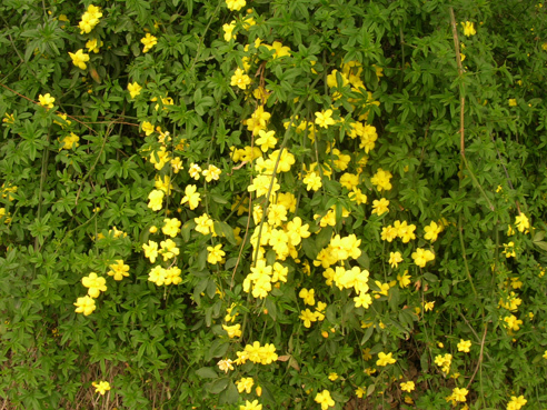 DSCN4240.jpg