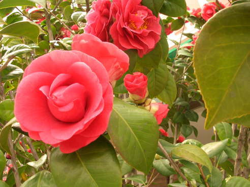 DSCN4206.jpg