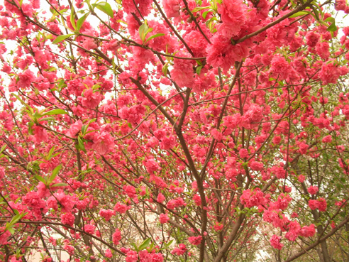 DSCN4225.jpg