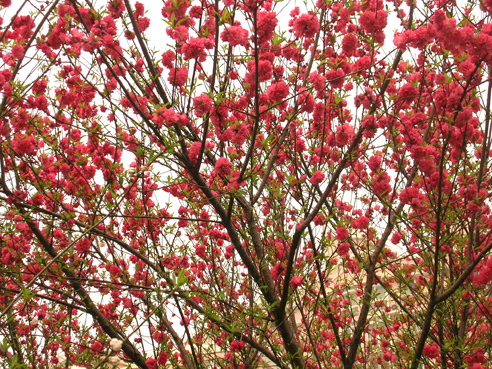DSCN4235.jpg