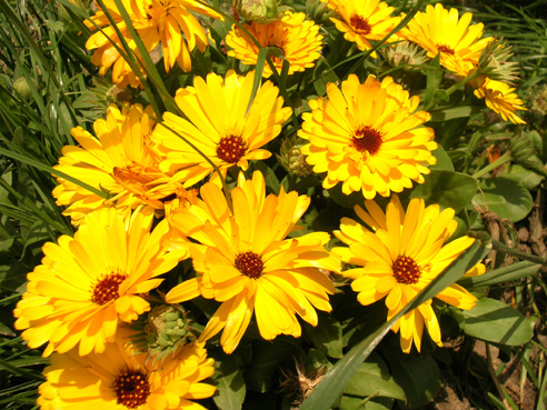 DSCN4341.jpg