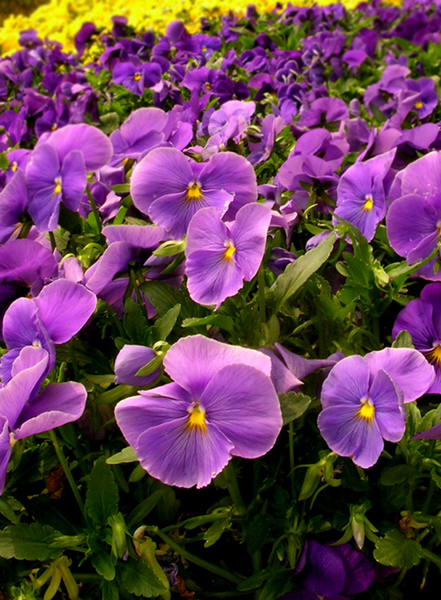 DSCN4306b.jpg