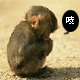 Test Picskani-monkey.gif