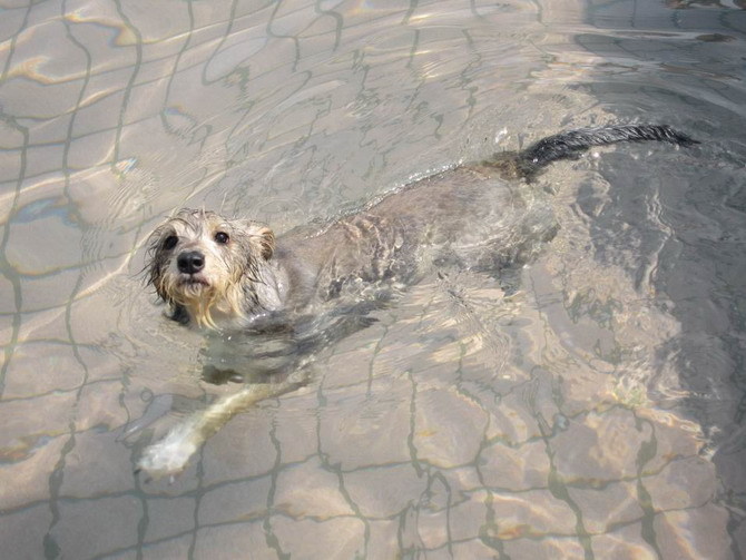 LamueyInThePool_�վ�j�p.jpg
