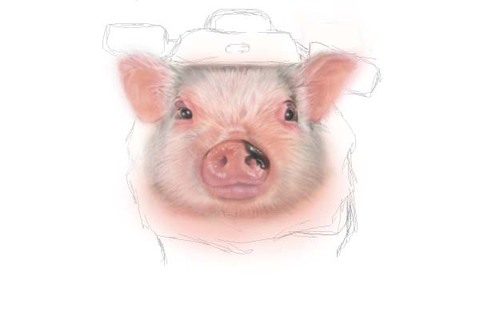 pigpig copy.jpg