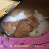 [��创�t�C]���֤k妈妈��记42