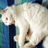 ��� �ڭ̪��p猫 ~