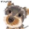 �m�j�Y���n���J�L(Yorkshire Terrier)