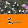 2005 Dec. (3)