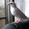 �ڮa��"ʨ��"