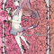 �`��O�e�L�F